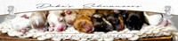 Dukes Headboard Plates 12 x 54 inch copy