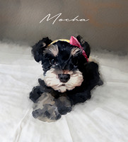 Mocha 7weeks Watercolor painting copy 2